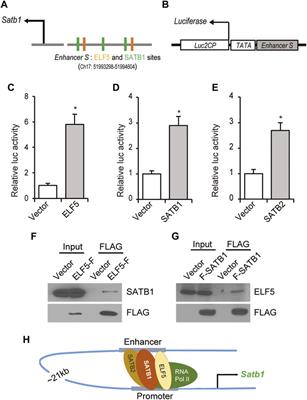 Transcriptional regulation of Satb1 in mouse trophoblast stem cells